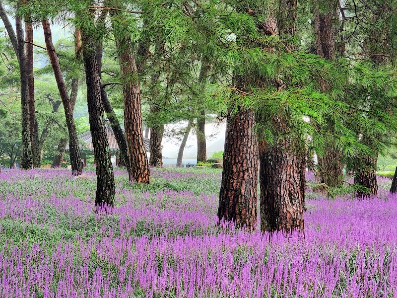 Maegmundong Pine Forest