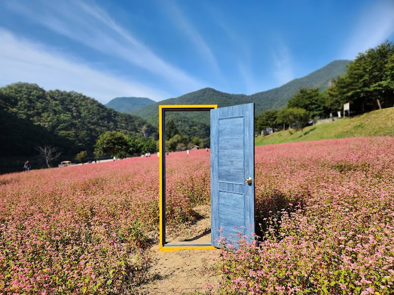 Red buckwheat flower field