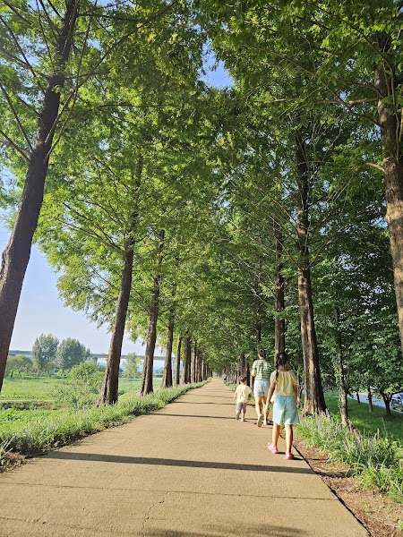 Gongju Metasequoia Forest Path