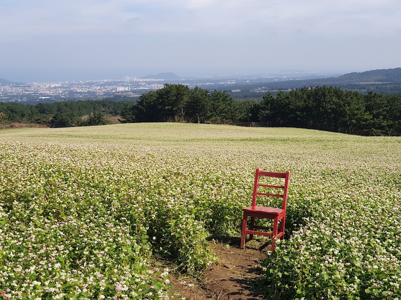 Ora-dong buckwheat field